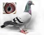 ҡֱ