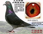 凡王90系“小韩森”号种雌