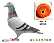 Ĵ