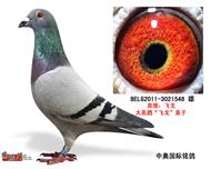 芮娜大名鸽“飞戈”最后直子（己转让）