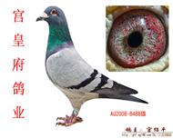 甘纳斯699直孙-AU2008-8488