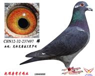 ޸-ڼʿ