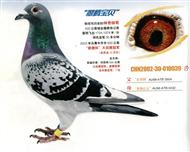 翠腾宝贝
