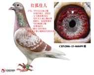 红狐佳人