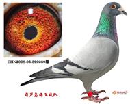 挑战者