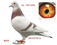 ָ