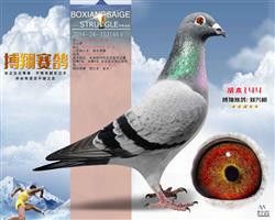 胡本144