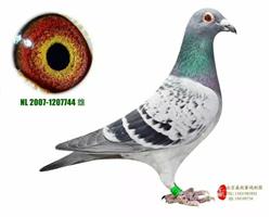  7744ھ