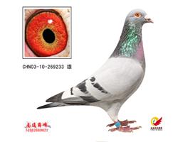 Ƹɣʿϵ233