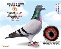 浙江万顺公棚决赛亚军