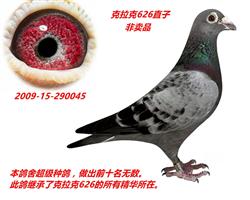 ˳ָ