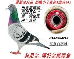 葛斯顿奶酪白羽