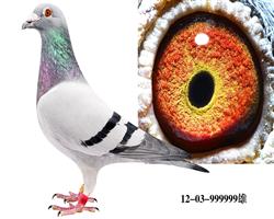   ƽ䶫ֱŮ