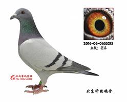 胡本213