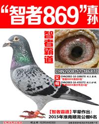 智者869直孙【智者霸道】
