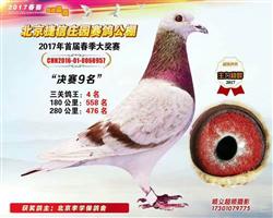 捷信春棚9名鸽王4名
