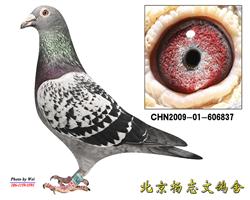 基础种鸽