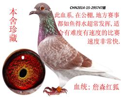 红狐郡主
