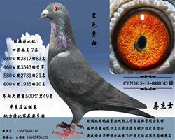 黑色贵妇