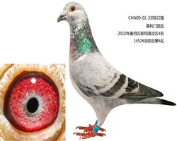 双巨822