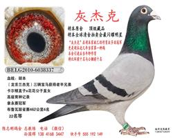 灰杰克  胡本原舍