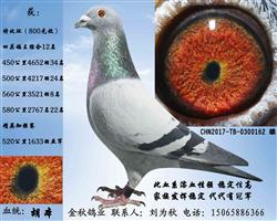 金灰162