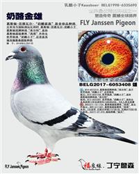 奶酪金雄