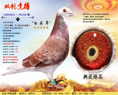 白 头 隼