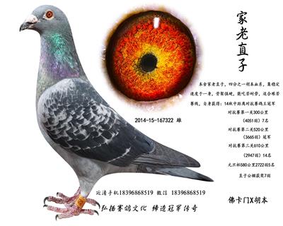 家老直子