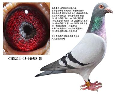 高级桑杰士种雄