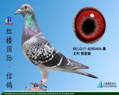 BELG17-6260404 Ƹ