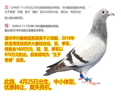 华兴詹森子代鸽