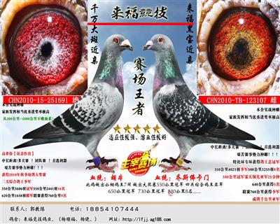赛场王者（优惠鸽）