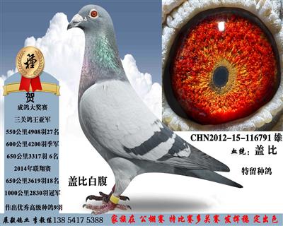 盖比白腹