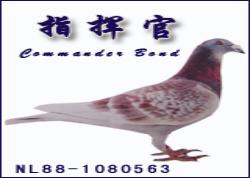 指挥官及其赛绩