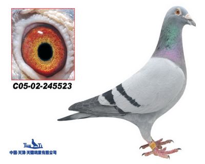天体05245523 雄 震撼阿波罗13岁赛绩种鸽魅力