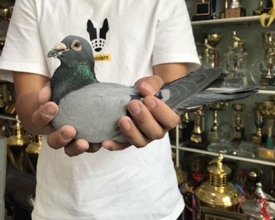 天体07150928 雄 11岁宙斯毛滑如缎运气如虹