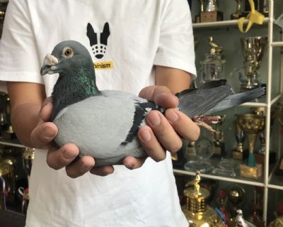 天体11160763 雄 最年轻的“0628”直子拿破仑