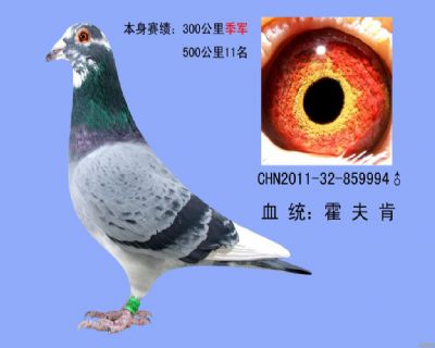 鸽王冠军