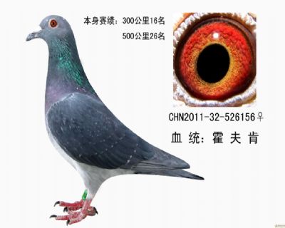 鸽王4名