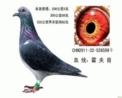 黑美人鸽王7名