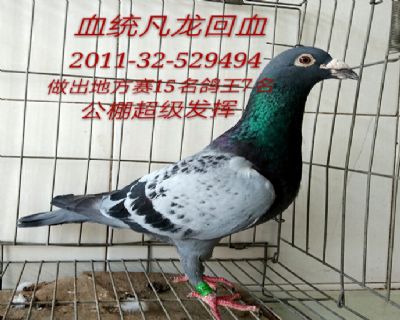 凡龙回血