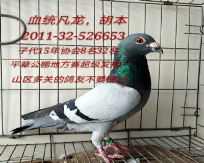 凡龙胡本