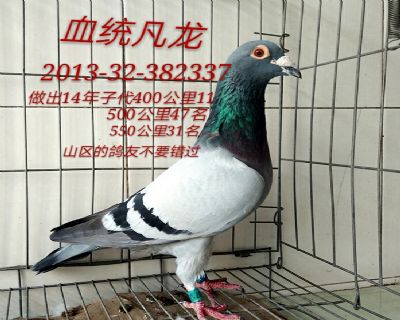 凡龙
