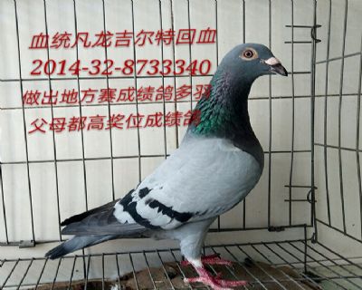 凡龙吉尔特