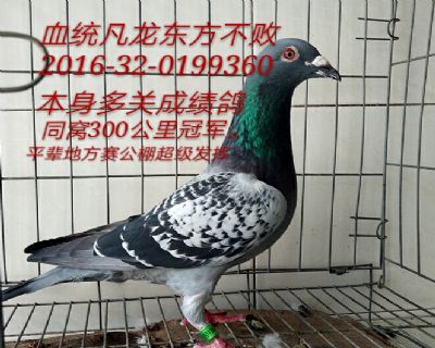 凡龙东方不败