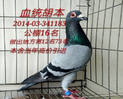 公棚16名