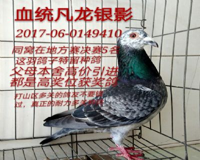 凡龙银影