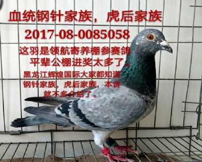 钢针家族,虎后家族