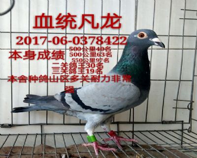 凡龙鸽王多关成绩